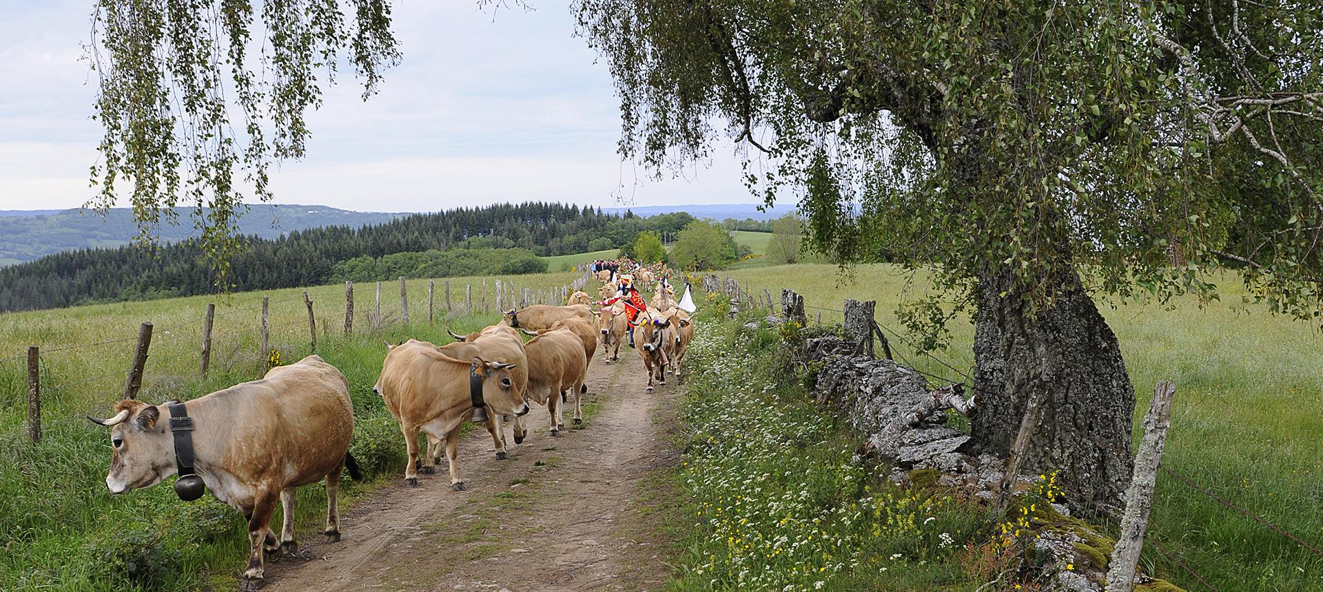 L'Estive d'Aubrac