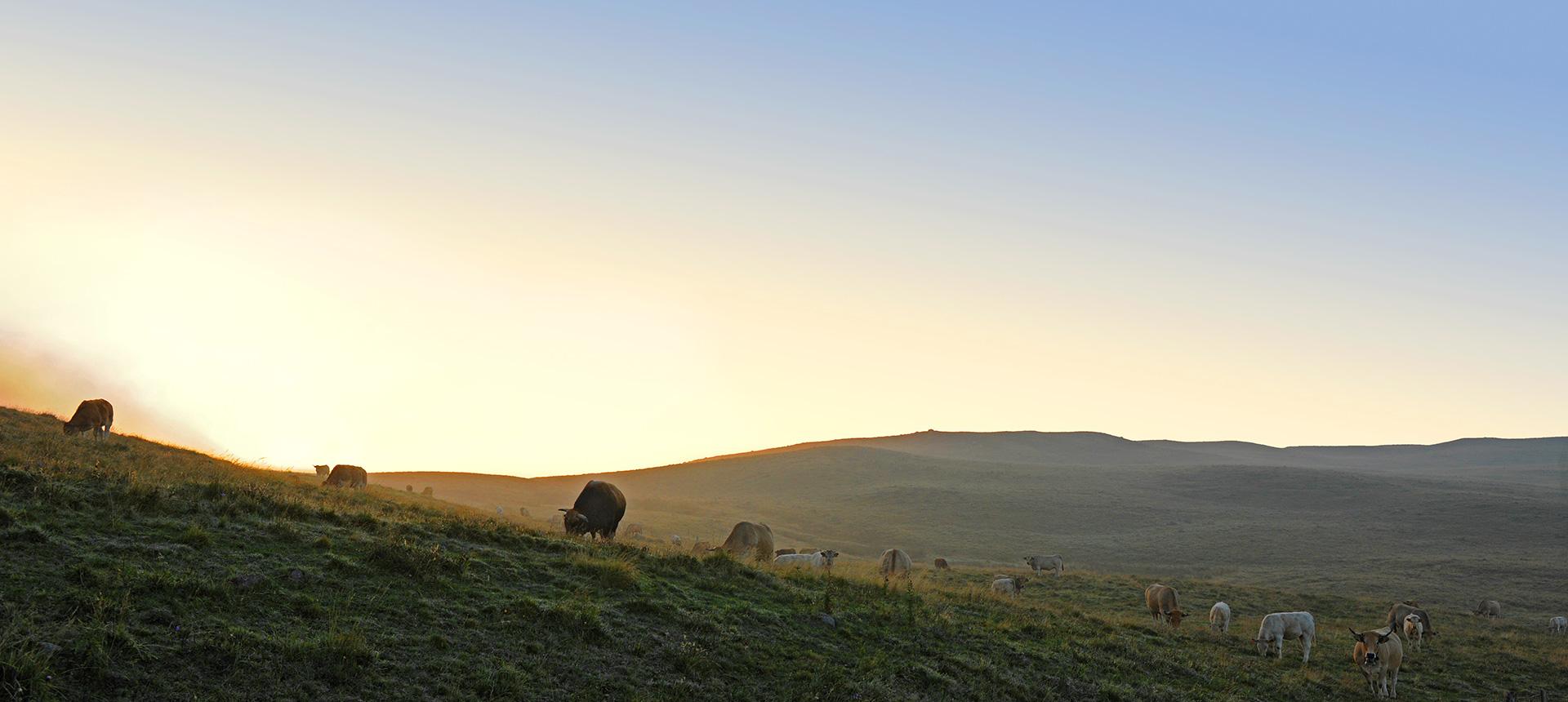 L'Estive d'Aubrac