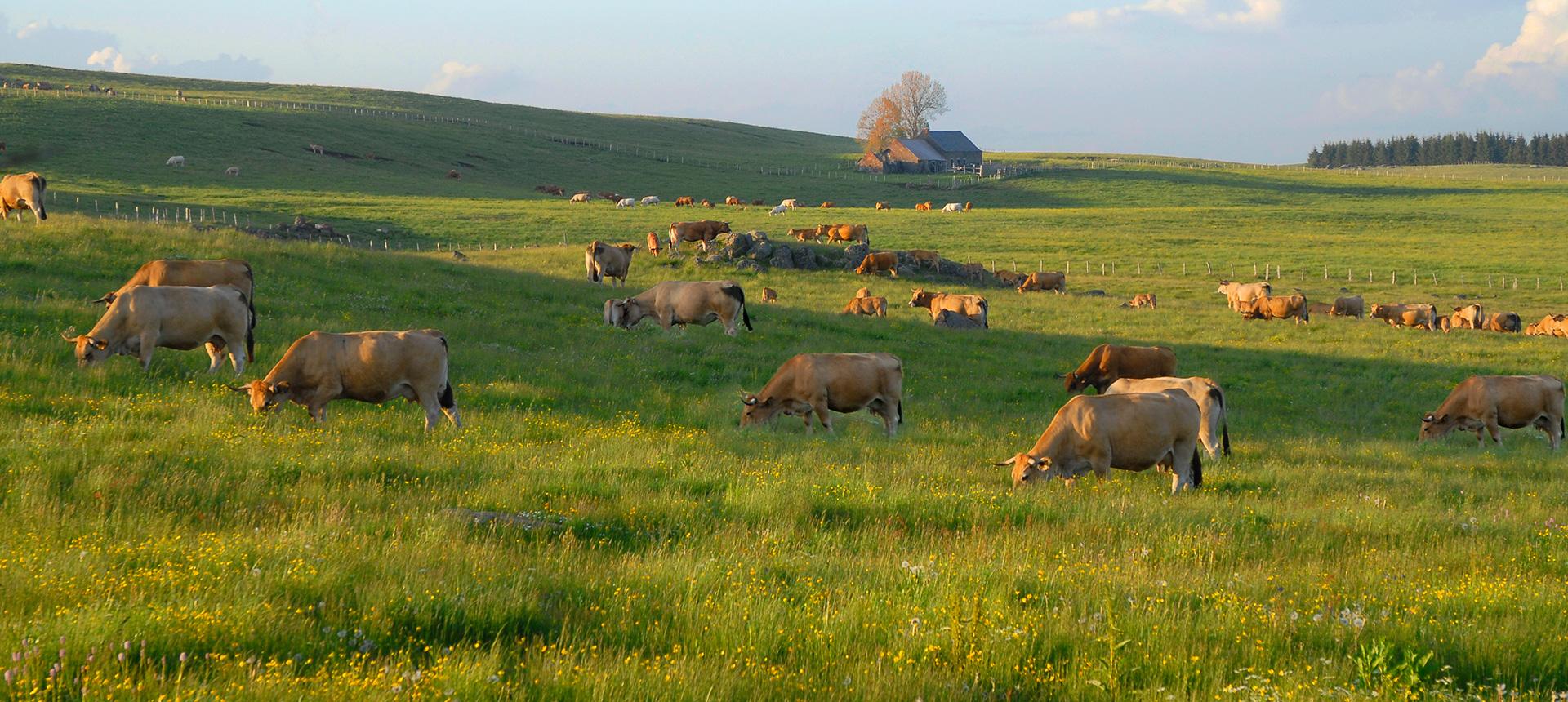 L'Estive d'Aubrac